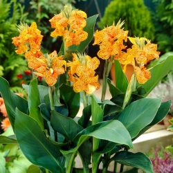 Picasso canna lily - large package! - 10 pcs