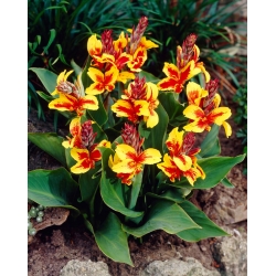 Reine Charlotte canna lily - large package! - 10 pcs