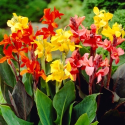 Canna lily colour mix - large package! - 10 pcs