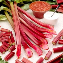 Raspberry Red rhubarb - seedling - large package! - 10 pcs