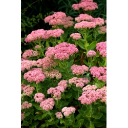 Showy stonecrop - Sedum spectabile - seedling - large package! - 10 pcs; iceplant, butterfly stonecrop