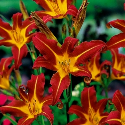 Autumn Red daylily - large package! - 10 pcs