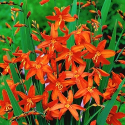 Babylon crocosmia - oranžové kvety - veľké balenie! - 100 ks