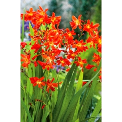 Red King crocosmia - red - large package! - 100 pcs