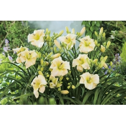 Arctic Snow daylily - large package! - 10 pcs