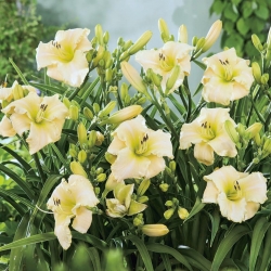Arctic Snow daylily - large package! - 10 pcs