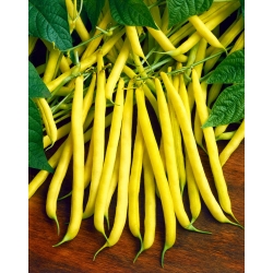 Kerdil Perancis Bean Golden Saxa benih - Phaseolus vulgaris - 160 biji - Phaseolus vulgaris L.