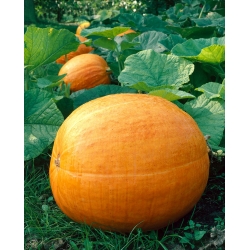 Large squash, Pumpkin "Big Max" - 12 seeds