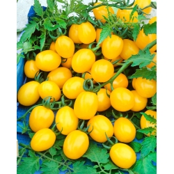 Tomato "Citrus Grape" - buah kecil, kuning, sehingga 75 dalam satu tandan! - Lycopersicon esculentum Mill  - benih