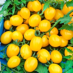 الطماطم "Citrus Grape" - فاكهة صغيرة صفراء ، ما يصل إلى 75 في مجموعة واحدة! - Lycopersicon esculentum Mill  - ابذرة