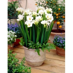 Fresia bianca a fiore singolo - Pacchetto XL! - 500 pezzi