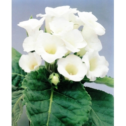 Gloxinia brasileña de flores blancas de Mont Blanc - ¡paquete grande! - 10 piezas