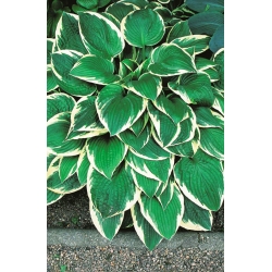 Fortunei Francee hosta, plantain lily - large package! - 10 pcs