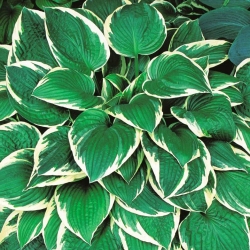 Fortunei Francee hosta, plantain lily - large package! - 10 pcs