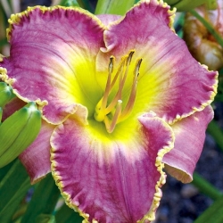 Bestseller daylily - large package! - 10 pcs