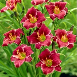 Little Missy daylily - large package! - 10 pcs
