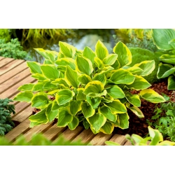 Golden Tiara hosta, plantain lily - large package! - 10 pcs