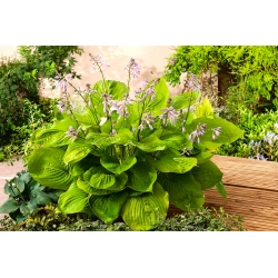 Sum and Substance hosta, plantain lily - large package! - 10 pcs