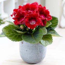 Defiance red flowered gloxinia - large package! - 10 pcs