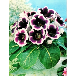 Kaiser Wilhelm gloxinia branco-púrpura (Sinningia speciosa) - pacote grande! - 10 PCS - 