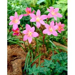 Habranthus robustus - large package! - 100 pcs; Brazilian copper lily, pink fairy lily, pink rain lily