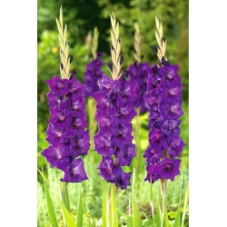 Paarse Flora gladiolen - XL pakket! - 250 stuks - 