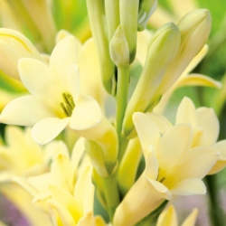 Super Gold/Strong Gold tuberose Polianthes - златисто-жълти ароматни цветя - голяма опаковка! - 10 бр - 