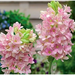 Sensation tuberoos Polianthes - geurende lichtroze bloemen - grootverpakking! - 10 stuks - 