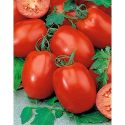 Rio Grande BIO tomat - Kmicic-tüüpi sort, hoidiste valmistamiseks - sertifitseeritud maheseemned - 