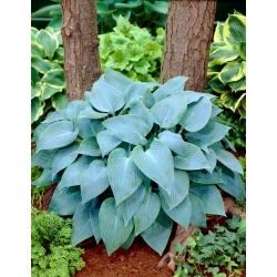 Canadian Blue hosta, plantain lily - large package! - 10 pcs