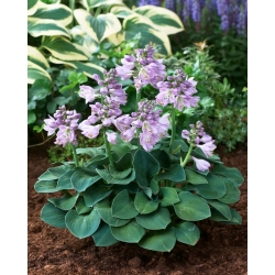 Blue Mouse Ears hosta, plantain lily - large package! - 10 pcs