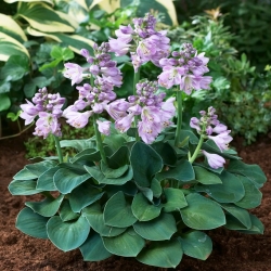 Blue Mouse Ears hosta, plantain lily - large package! - 10 pcs