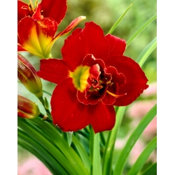 Highland Lord daylily - large package! - 10 pcs