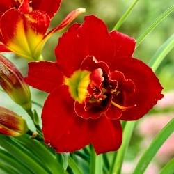 Highland Lord daylily - large package! - 10 pcs