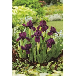 Pygmy iris, Iris pumila - violetiniai žiedai - Vyšnių sodas; nykštukas irisas - didelė pakuotė! - 10 vnt.