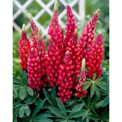 Lupinus, Lupin, Lupin My Castle - paquete grande! - 10 piezas - 