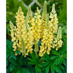 Lupinus, Lupin, Lupine Chandelier - large package! - 10 pcs