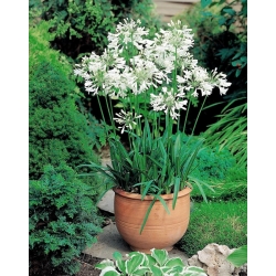 Agapanthus, Lily of the Nile White -  large package! - 10 pcs