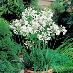 Agapanthus, Lily of the Nile White - paquete grande! - 10 piezas