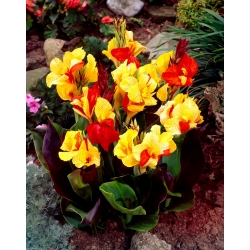 Canna Cleopatra - large package! - 10 pcs