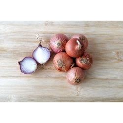 Shallot onion "Toto" - 750 seeds