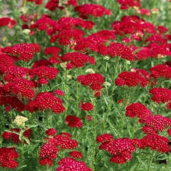 Common yarrow - Rood - red -  large package! - 10 pcs