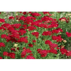 Common yarrow - Rood - red -  large package! - 10 pcs