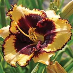 Daylily Tiger Blood -  large package! - 10 pcs