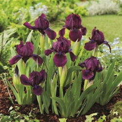 Pygmy iris, Iris pumila - lilla blomster - Kirsebærhage; dverg iris - stor pakke! - 10 stk