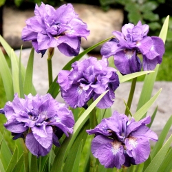 Çift çiçekli Sibirya iris - Imperial Opal; Sibirya bayrağı - Iris sibirica