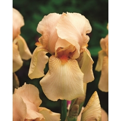 Bearded iris - Nel Jape; German bearded iris -  large package! - 10 pcs