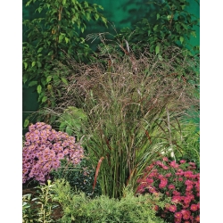 Switchgrass - Rotstrahlbusch -  large package! - 10 pcs