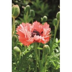 Oriental poppy - Forncett Summer - large package! - 10 pcs
