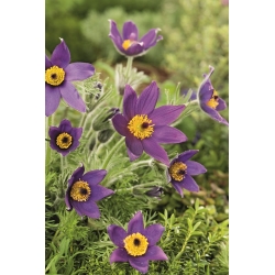 Pasque lill - sinised lilled - seemik; passalill, harilik passalill, euroopa passalill - suur pakend! - 10 tk